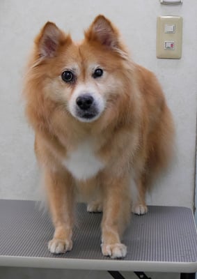 村松ゴンちゃん