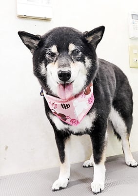 中村ココちゃん