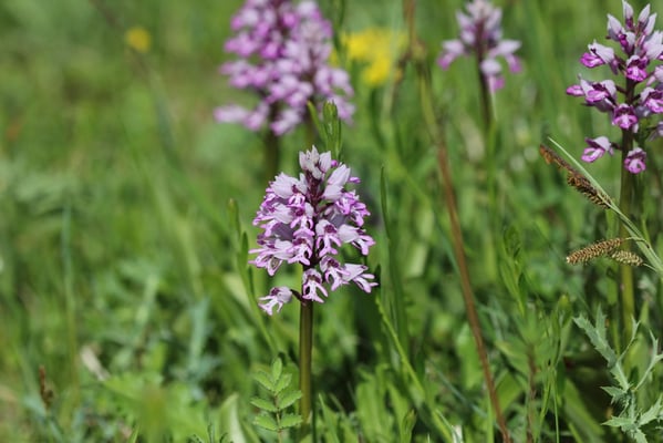 Orchis de Fuchs visible à la Réserve naturelle de Sclaigneaux - Blog La Buissière