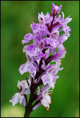 Orchis militaire visible à la Réserve naturelle de Sclaigneaux - Blog La Buissière