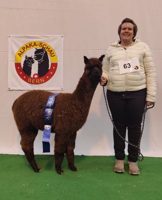 aa Quinta 1. Rang Stuten 6-12 Monate Alpaka-Schau Bern 