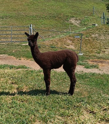 Alpakacria: aa Quinta, geboren 2022