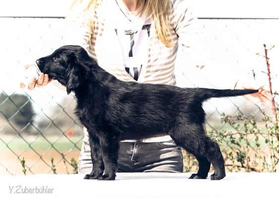 Flataholics Change my Life - Hündin Orange