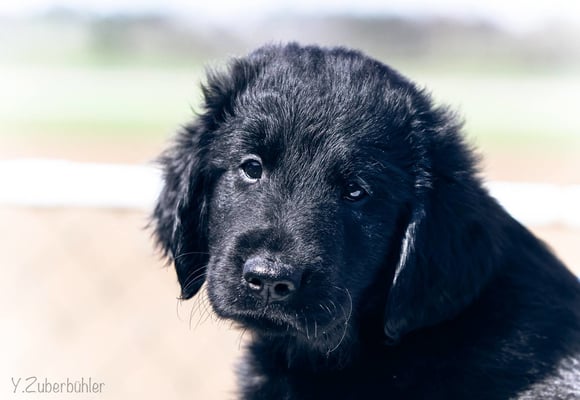 Flataholics Celtic Prince - Rüde dunkelrot