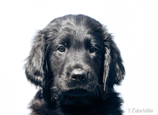 Flataholics Cover Girl - Hündin lila