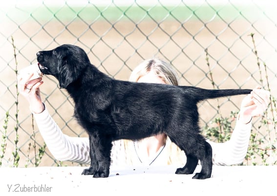 Flataholics Crossfire - Hündin Gelb