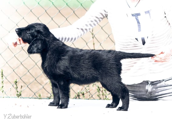 Flataholics Cute as Mum - Hündin Hellgrün