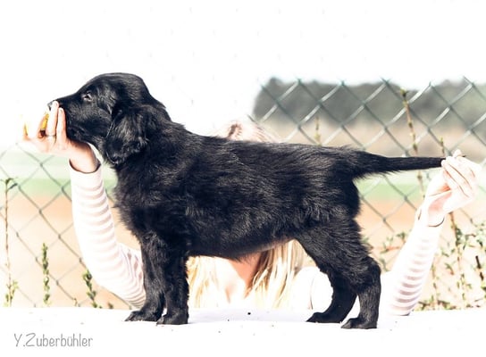 Flataholics Check it Out - Hündin Rot