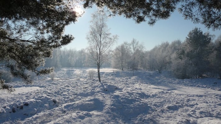 NSG Rütterberg im Januar 2009