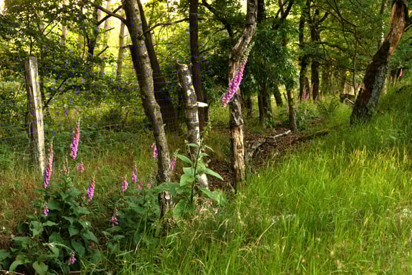 Fingerhut und Baumpilz