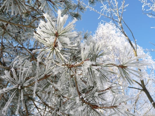 NSG Rütterberg im Januar 2009