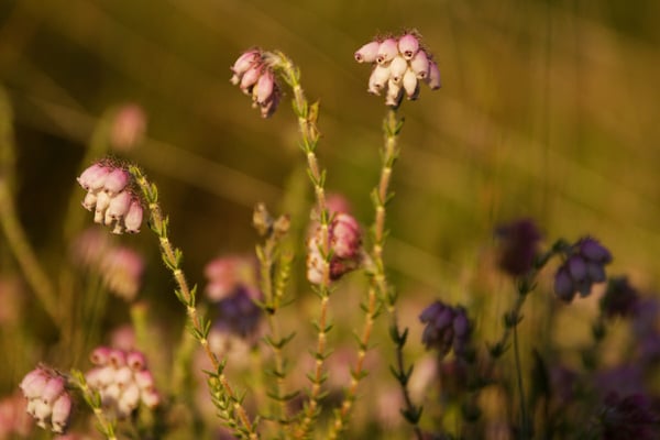 Glockenheide ganz nah