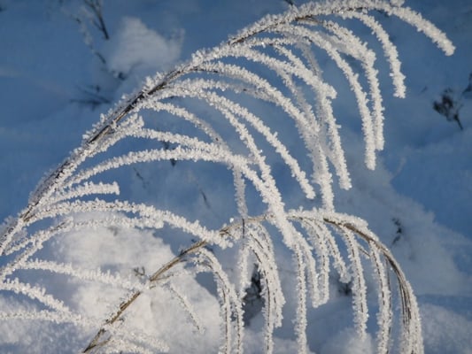 NSG Rütterberg im Januar 2009