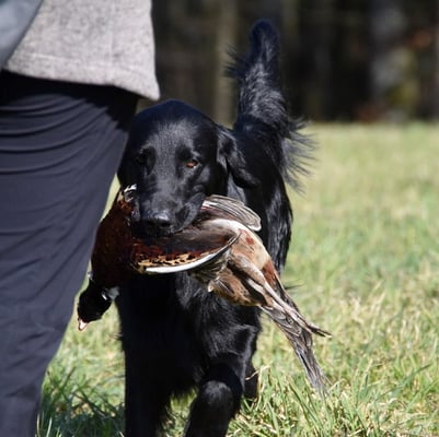 Einweisen auf das Federwild