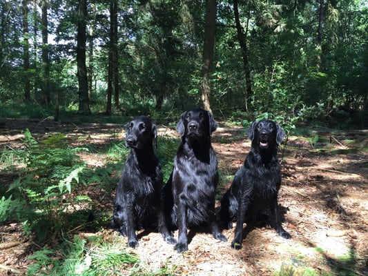 Phelyna, Meo und Mimi