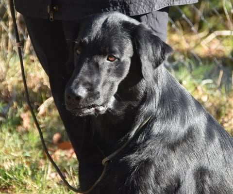 Meo fragt sich wohl was heut so alles passieren wird :-)