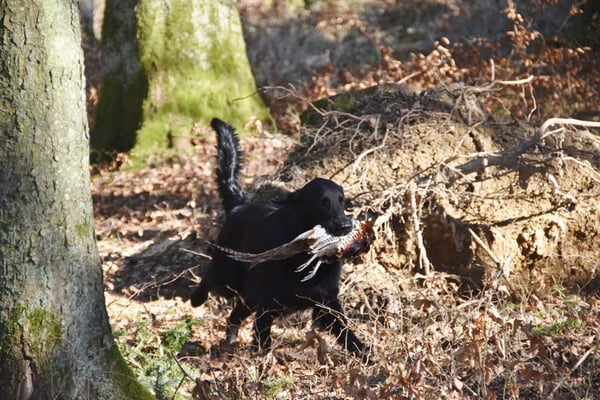 geschafft lieber Meo! DANKE!