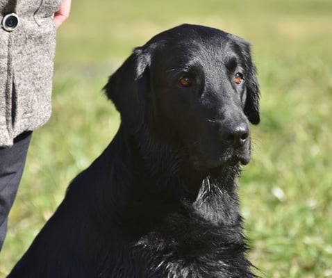 Meo - nur noch zwei Fächer, dann darfst du dich ausruhen...