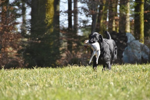 beim Einweisen auf das Haarwild