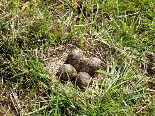 Kiebitzgelege © K. Jeromin