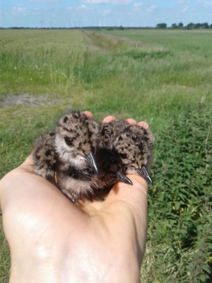 Kiebitzküken © K. Jeromin