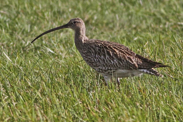 Großes Brachvogelweibchen © Daunicht