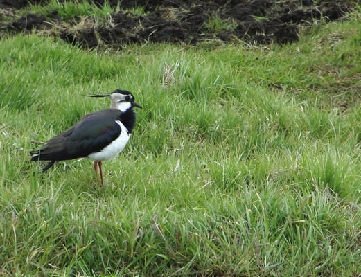 Kiebitzmännchen © K. Jeromin