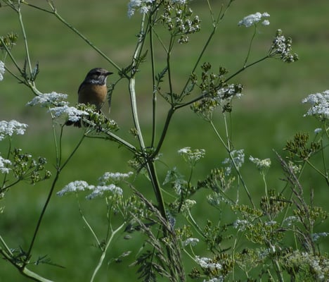 Schwarzkehlchen, weinlich