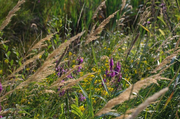 Blut- und Gilbweiderich