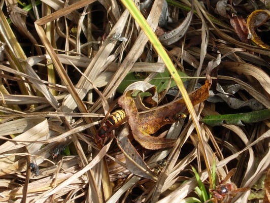 Hornissen, Wespen und Fliegen friedlich beieinander, Foto: N. Ephan