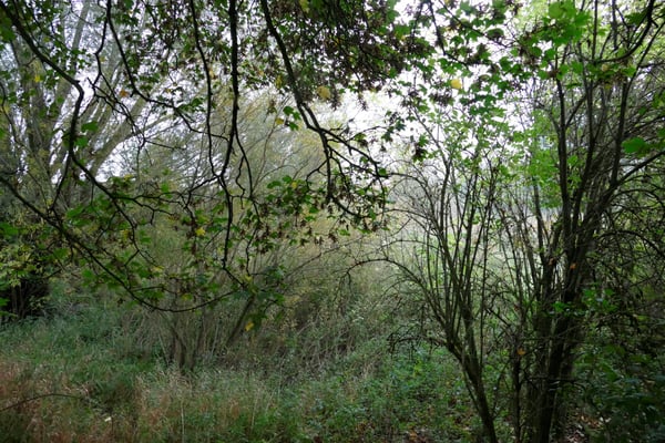 2020 ist der Molchteich in der Wildnis verschwunden. Foto Norbert Ephan