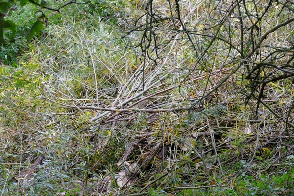 Die Äste der Weide liegen zum Abtransport bereit. Foto: Norbert Ephan