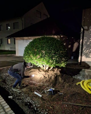 Ein immergrüner Osmantus ...