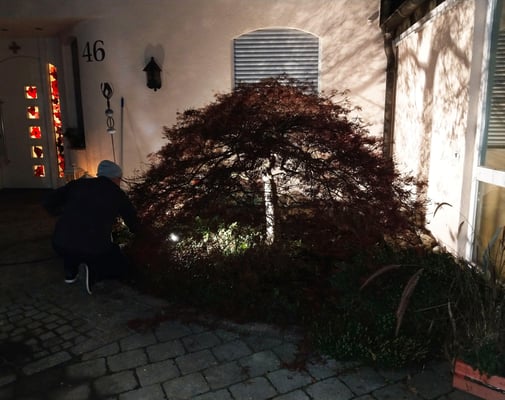 Fächerahorn, angestrahlt mit monochromatischen Strahlern.  