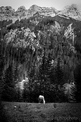 Delphicaphoto - Reportage Dolomiti 08