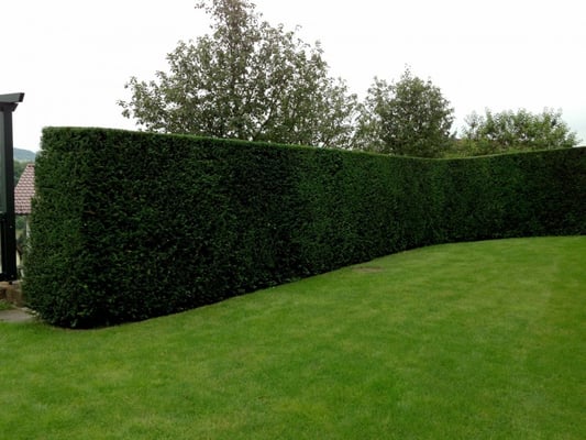 Gartenpflege Franke - Ihr Landschaftsgaertner für Gartenpflege, Hecken- und Baumschnitt in Nidda, Hungen, Lich, Buedingen, Bad Vilbel, Butzbach, Altenstadt, Bad Vilbel und Wölfersheim