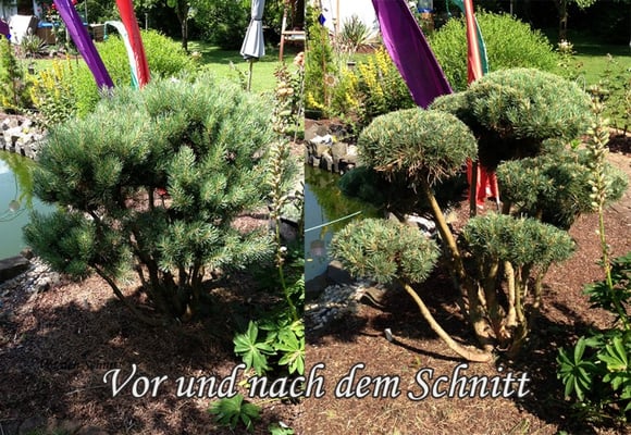 Gartenpflege Franke - Ihr Landschaftsgaertner für Gartenpflege, Hecken- und Baumschnitt in Nidda, Hungen, Lich, Buedingen, Bad Vilbel, Butzbach, Altenstadt, Bad Vilbel und Wölfersheim