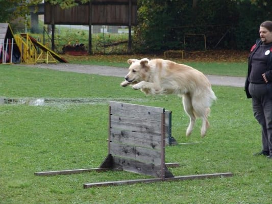Ab über die Hürde