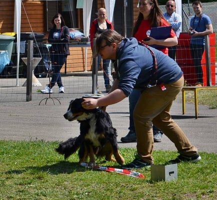 Eine große Herausforderung für viele Hunde: Den Bällen beim Zielwerfen nicht nachlaufen!