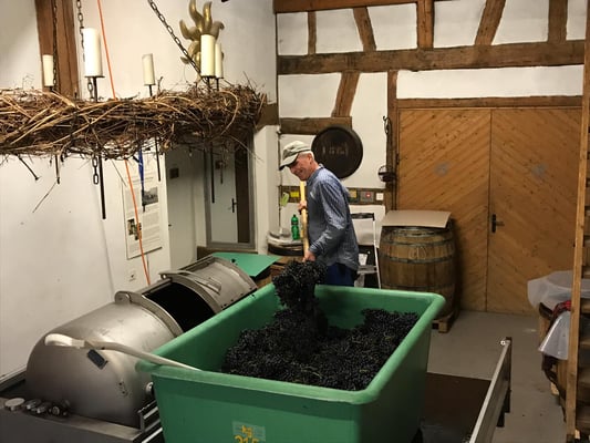 Bruno schaufelt die Trauben in die Presse