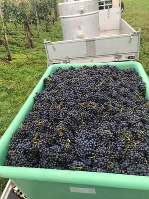 Frisch vom Rebberg kommen die Trauben direkt nach Neftenbach