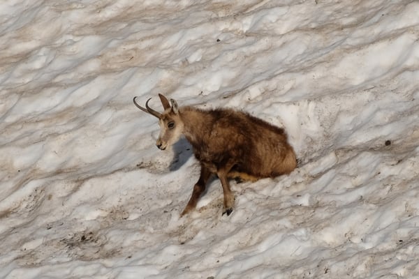 Gämse im Winterpelz
