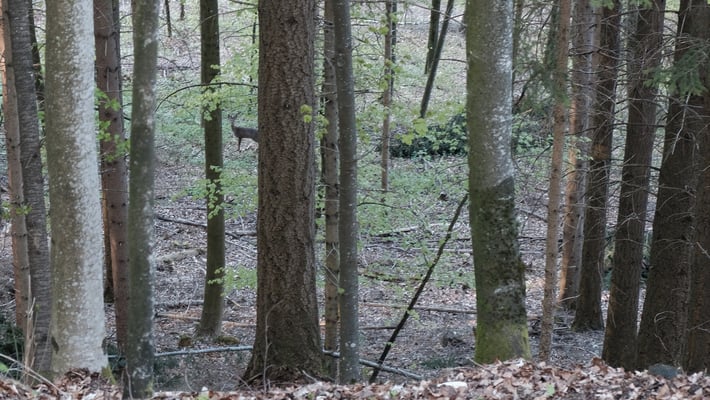 Ein Rehlein steht im Walde
