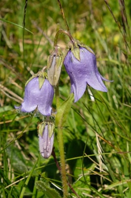 Bärtige Glockenblume