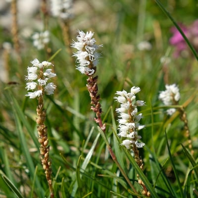 Knöllchen Knöterich
