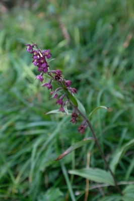 Braunrote Stendelwurz