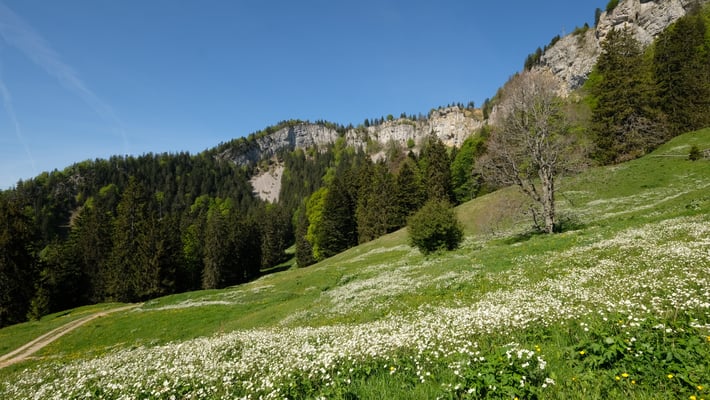 Weisser Hahnenfuss blüht grossflächig