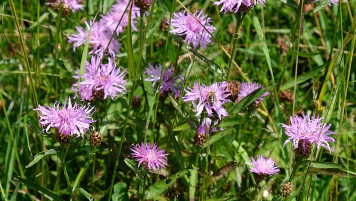Wo die die Schafe noch nicht waren, hatte es einige schöne Blumen