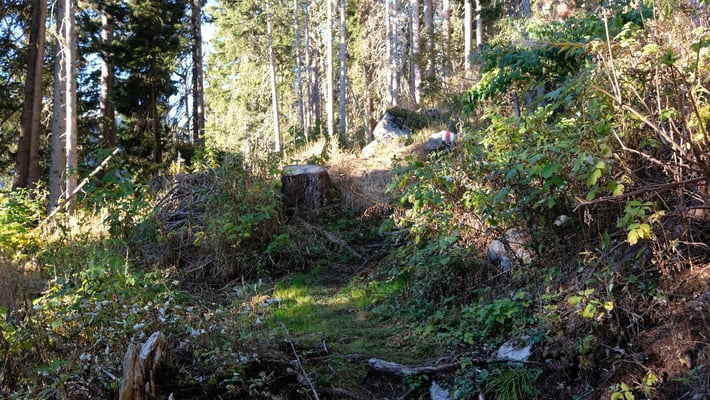 Wanderweg zwischen Wilde Bode und Trittisattel
