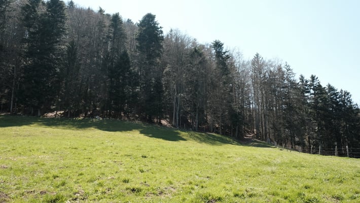 Die Grenze ist mehr links und der Wanderweg rechts davon